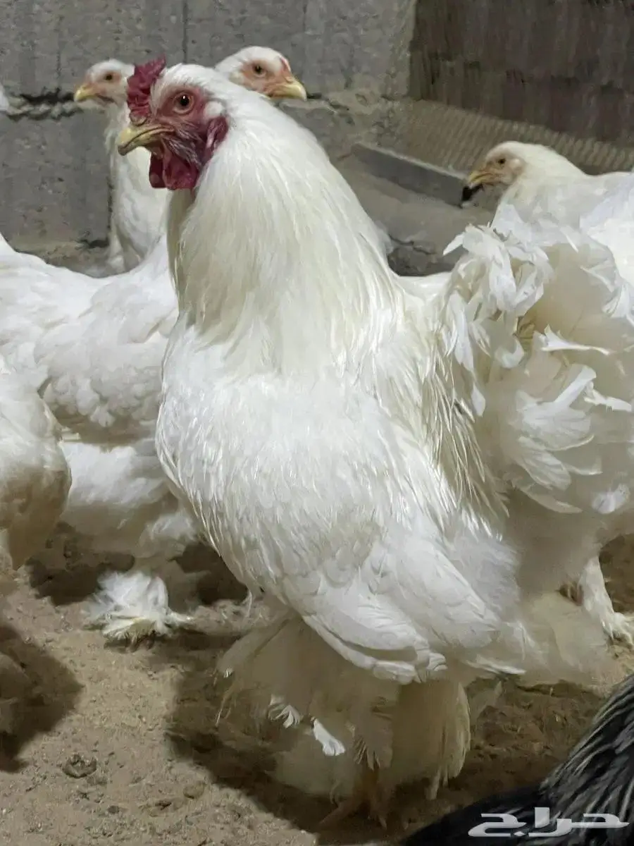 دجاج ابراهما منتج 6