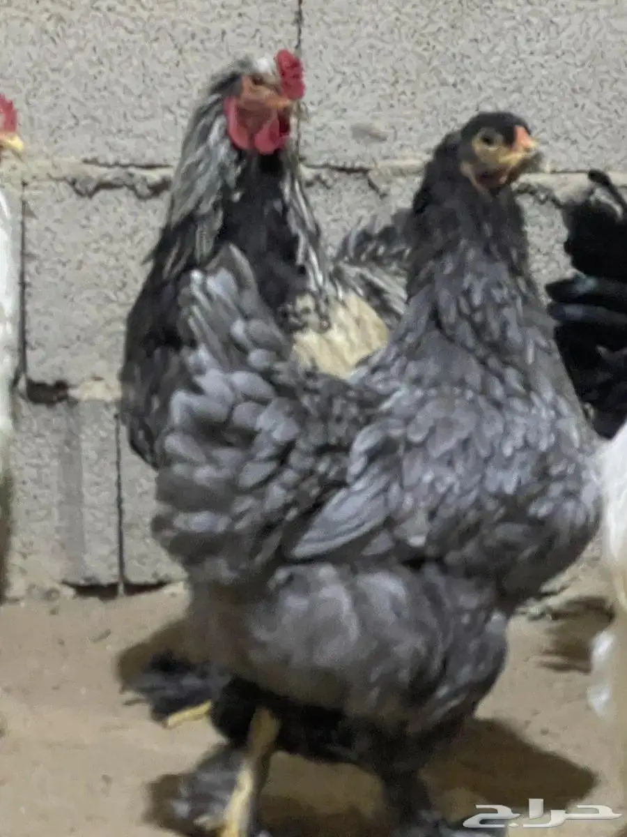 دجاج ابراهما منتج 2