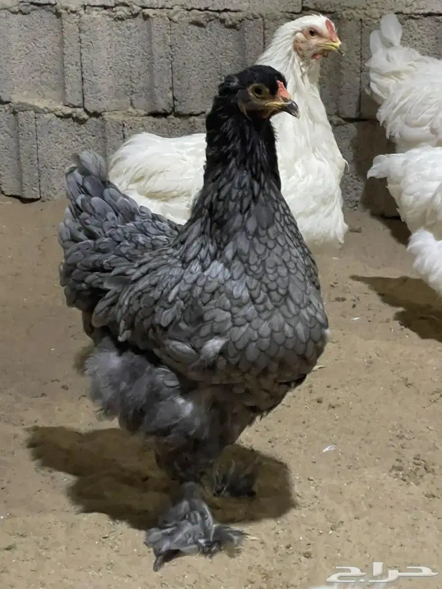 دجاج ابراهما منتج 5