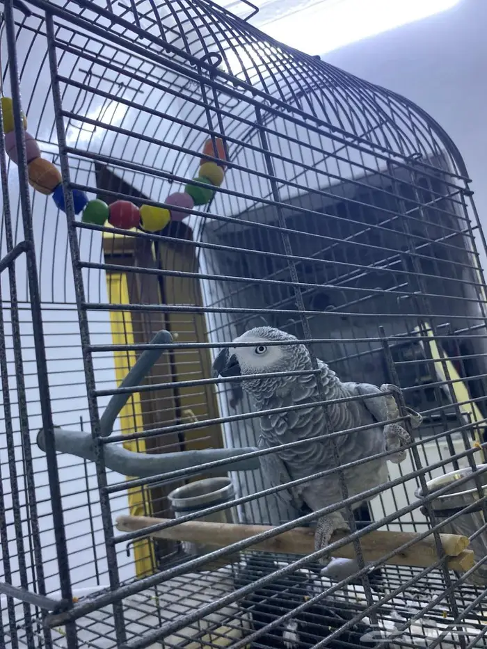 ببغاء كاسكو اليف 0