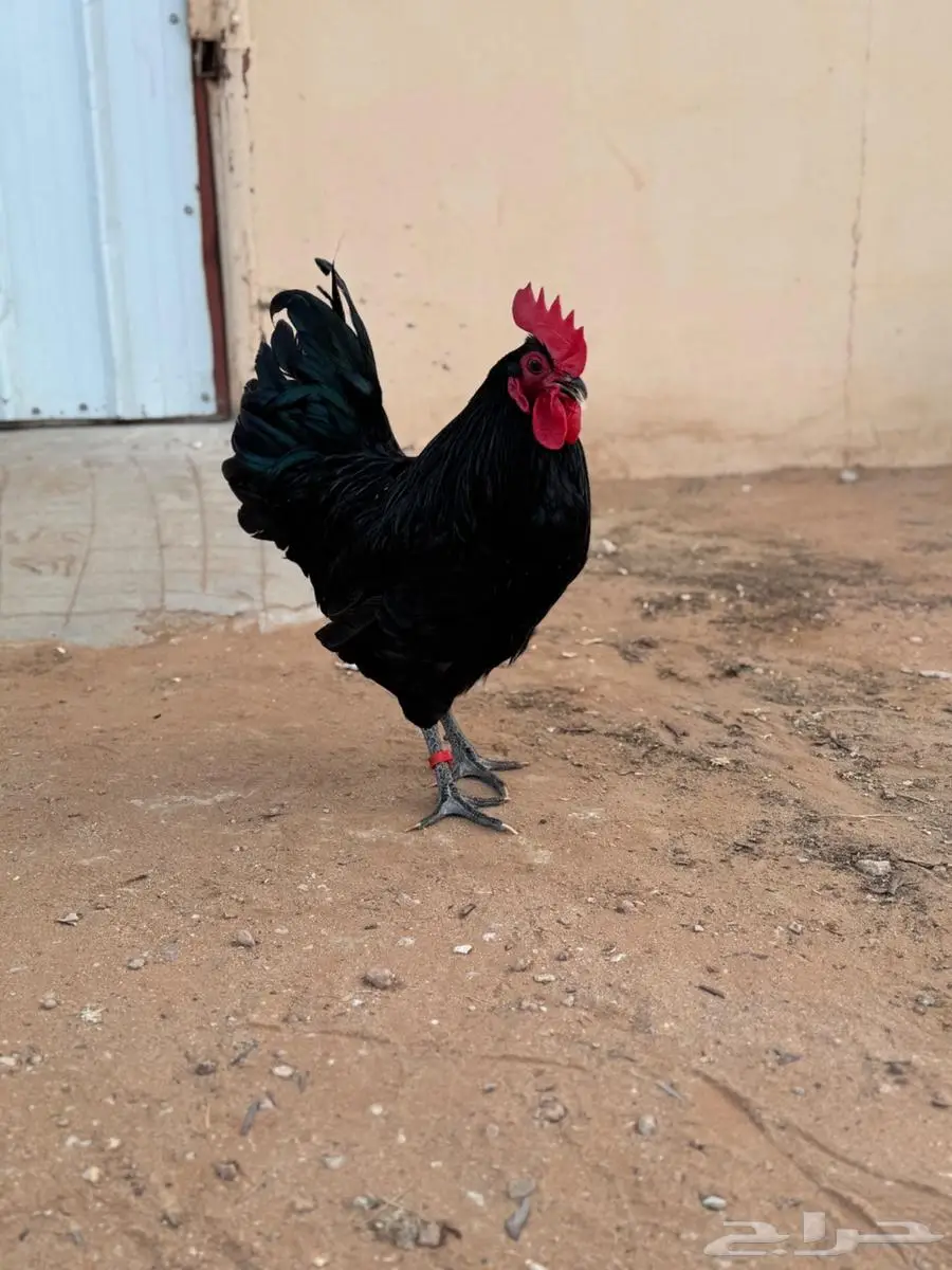 ديك استرالوب العمر 8 شهور خارجي 3