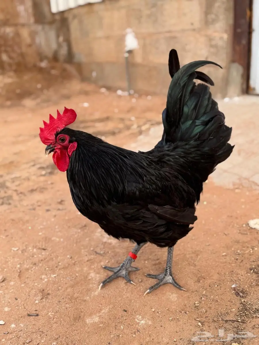 ديك استرالوب العمر 8 شهور خارجي 1