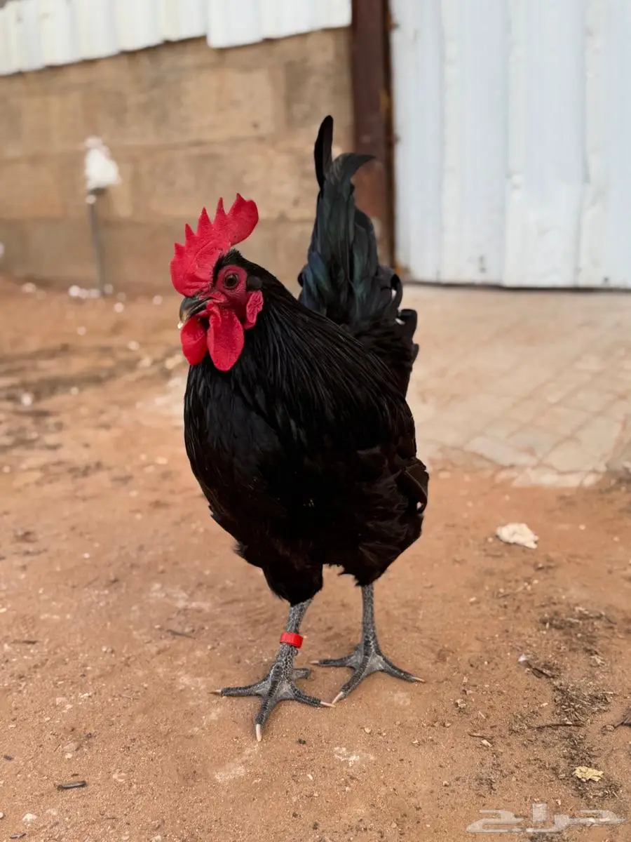 ديك استرالوب العمر 8 شهور خارجي 0