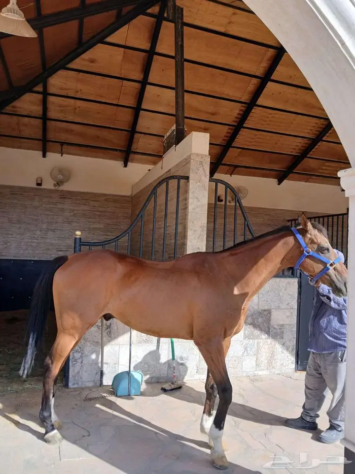 حصان عربي مشروك 0