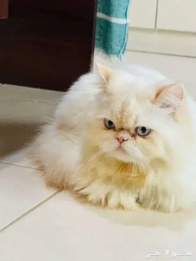 PEKE FACE FOR SALE index