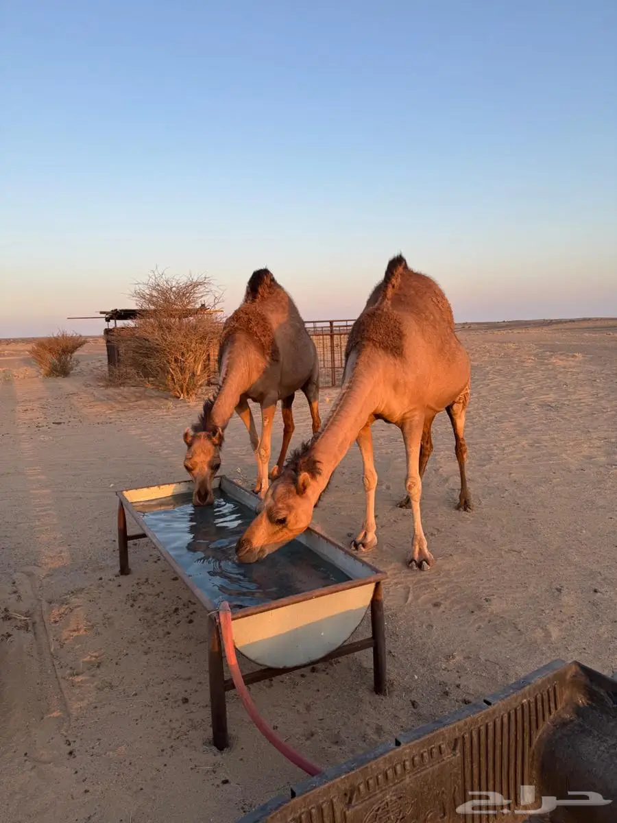 نياق ساحليه 3