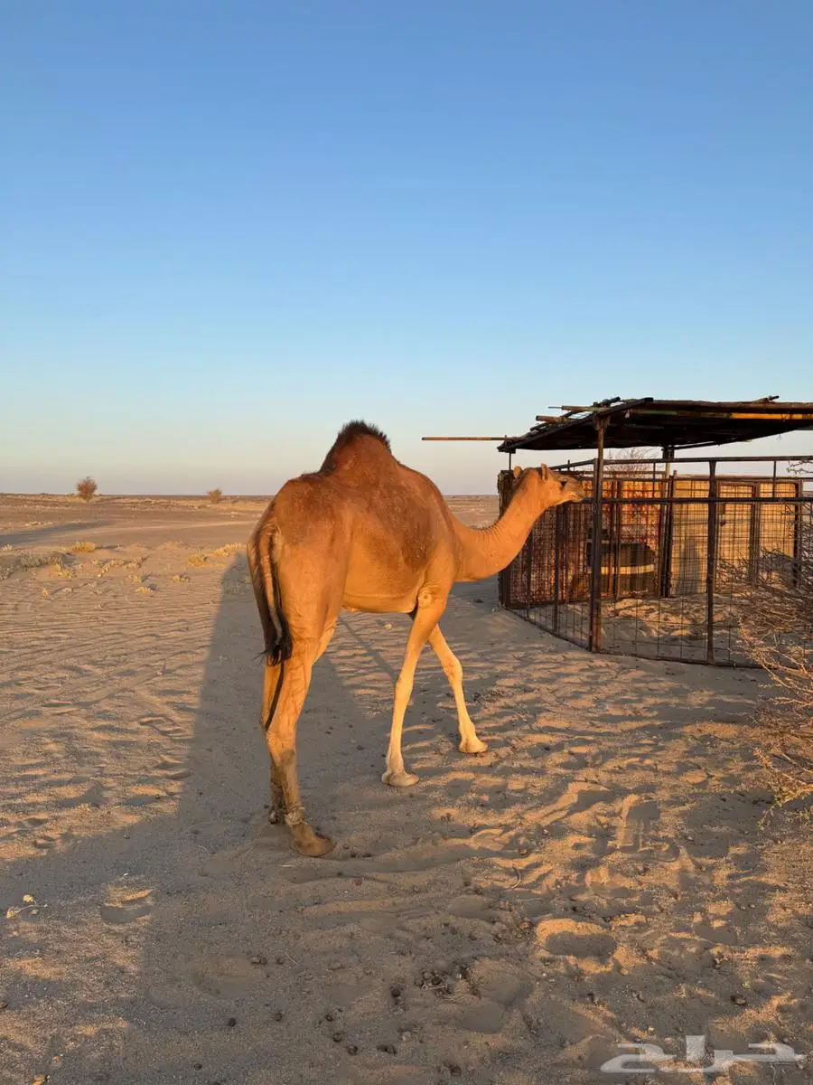 نياق ساحليه 4