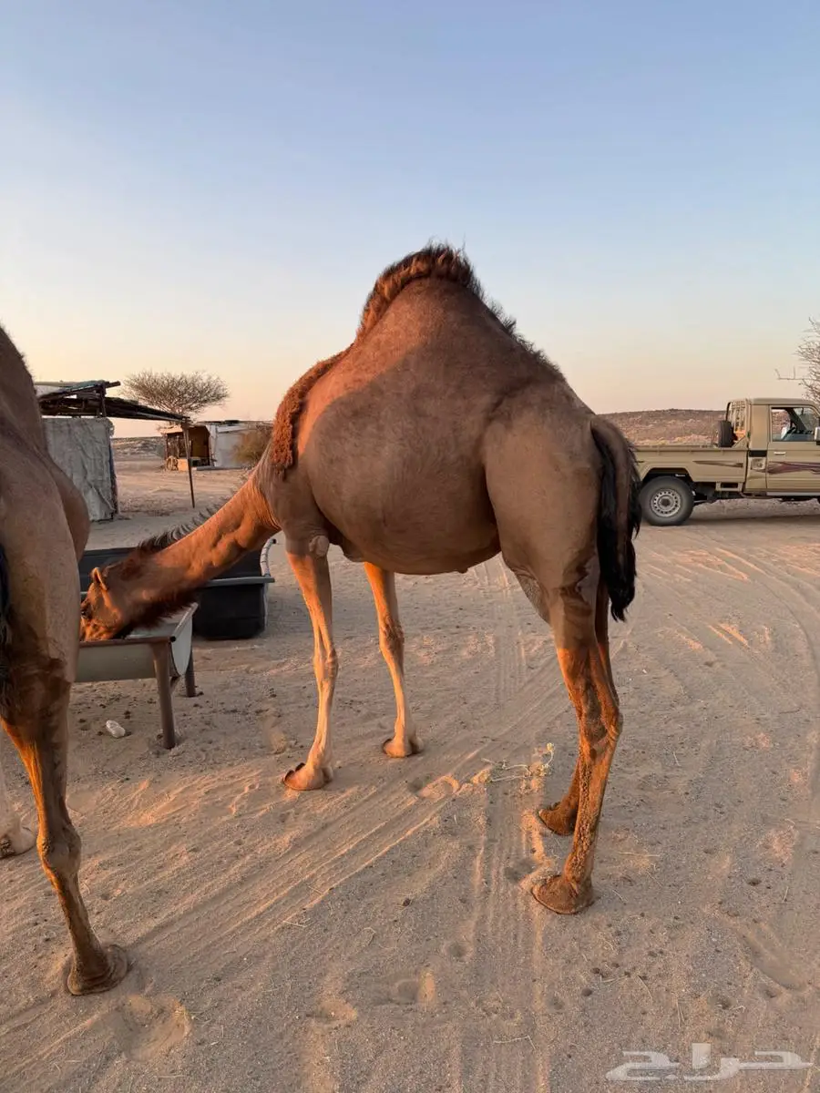 نياق ساحليه 0