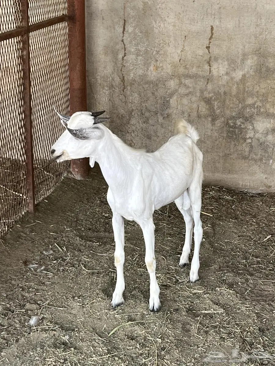 تيس البيع 1