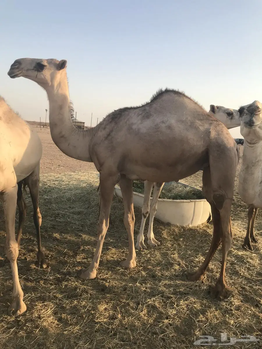 بكره صفراء طيبه 1