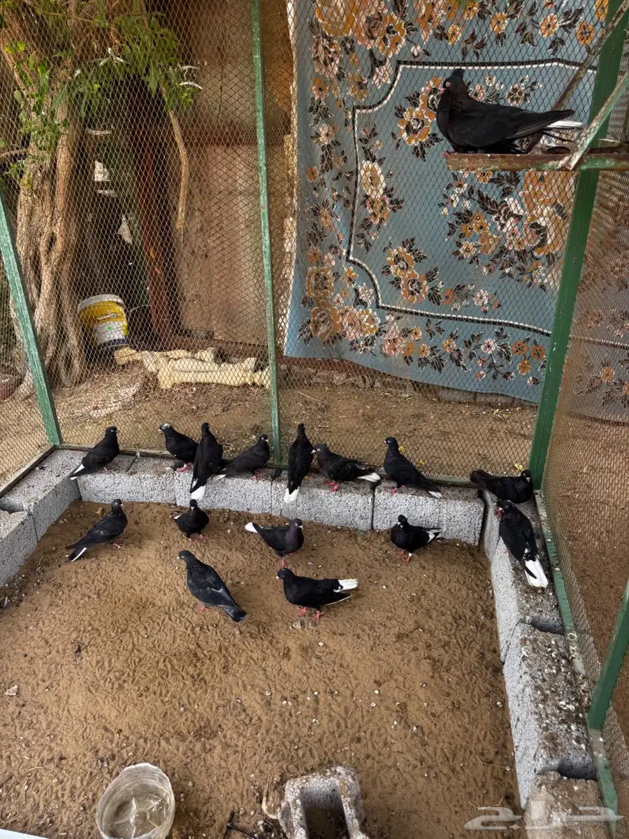 حمام للبيع 0