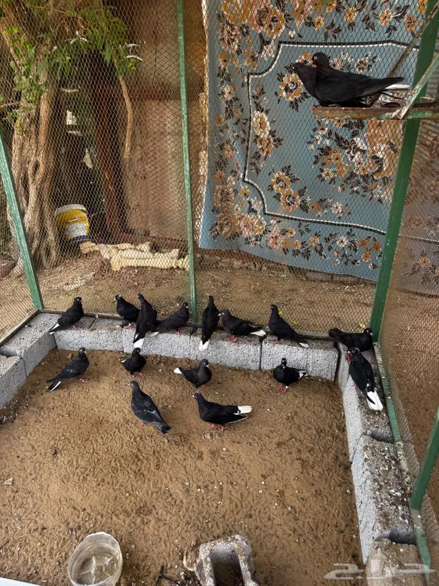 حمام للبيع 1