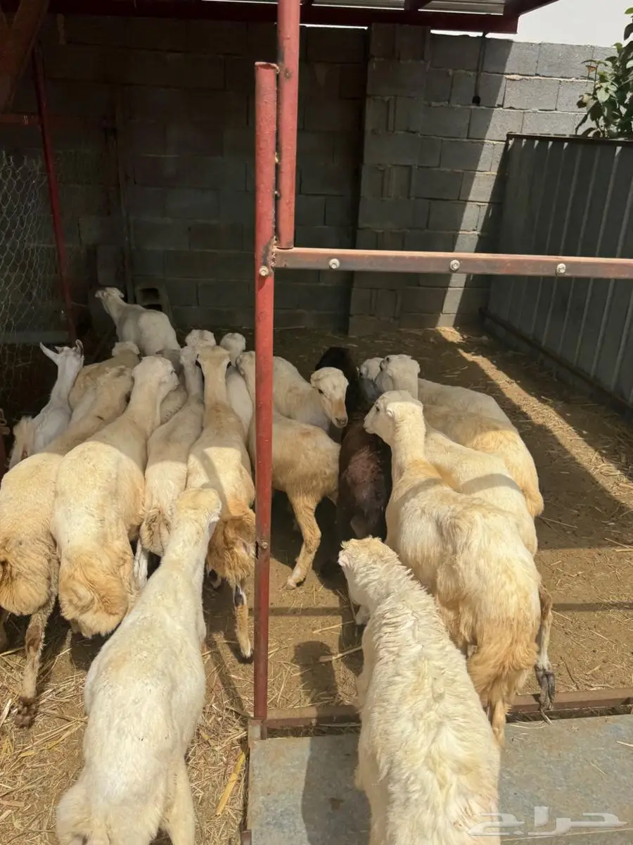 خرفان تربية وذبائح بلدي 3