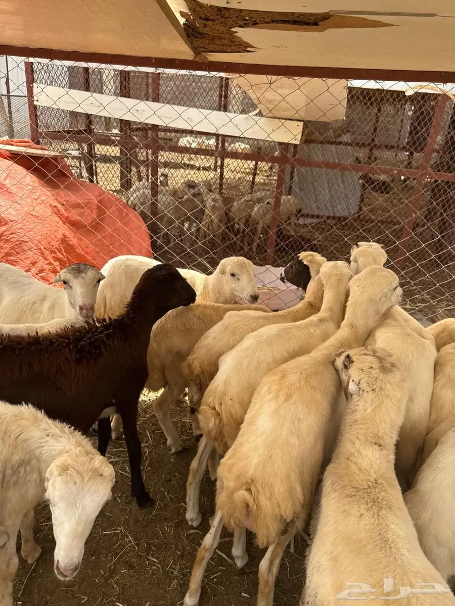 خرفان تربية وذبائح بلدي 1