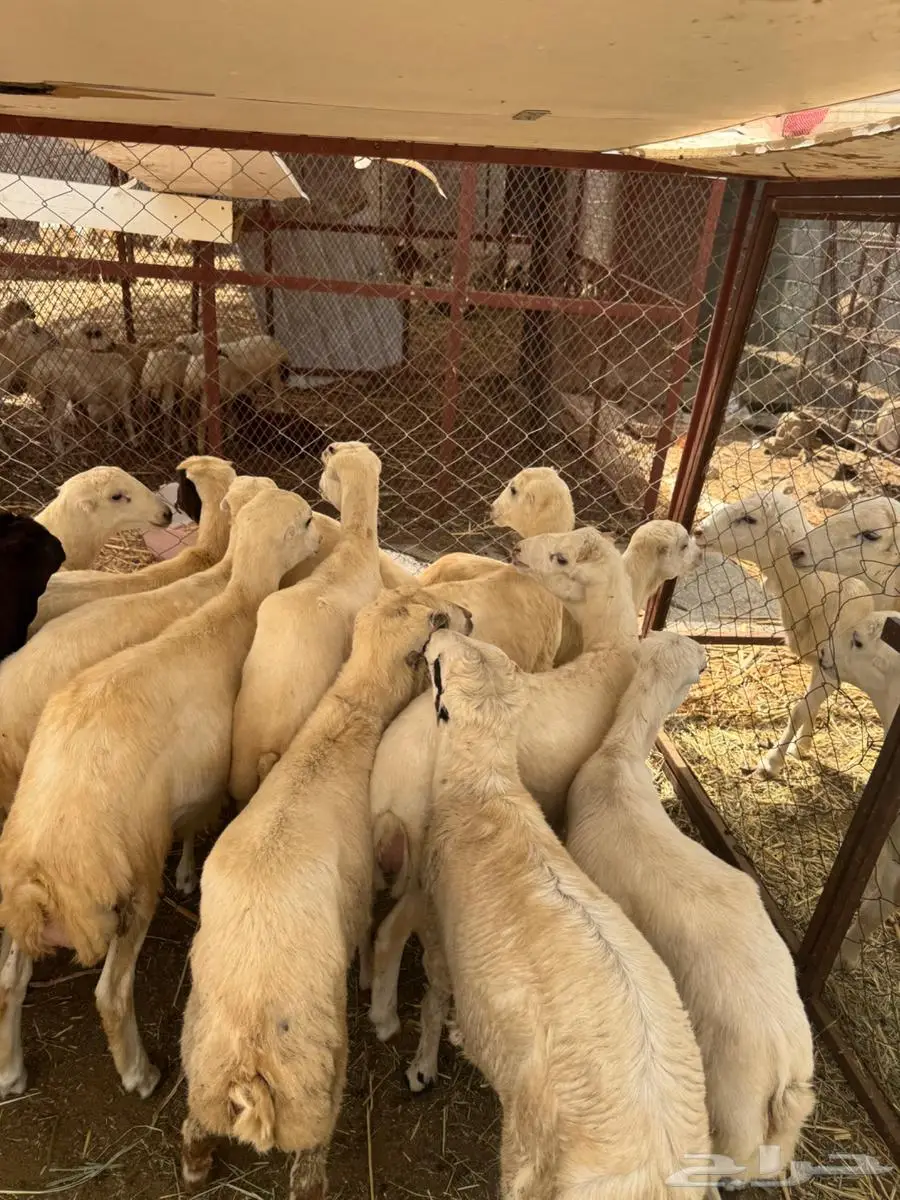 خرفان تربية وذبائح بلدي 4