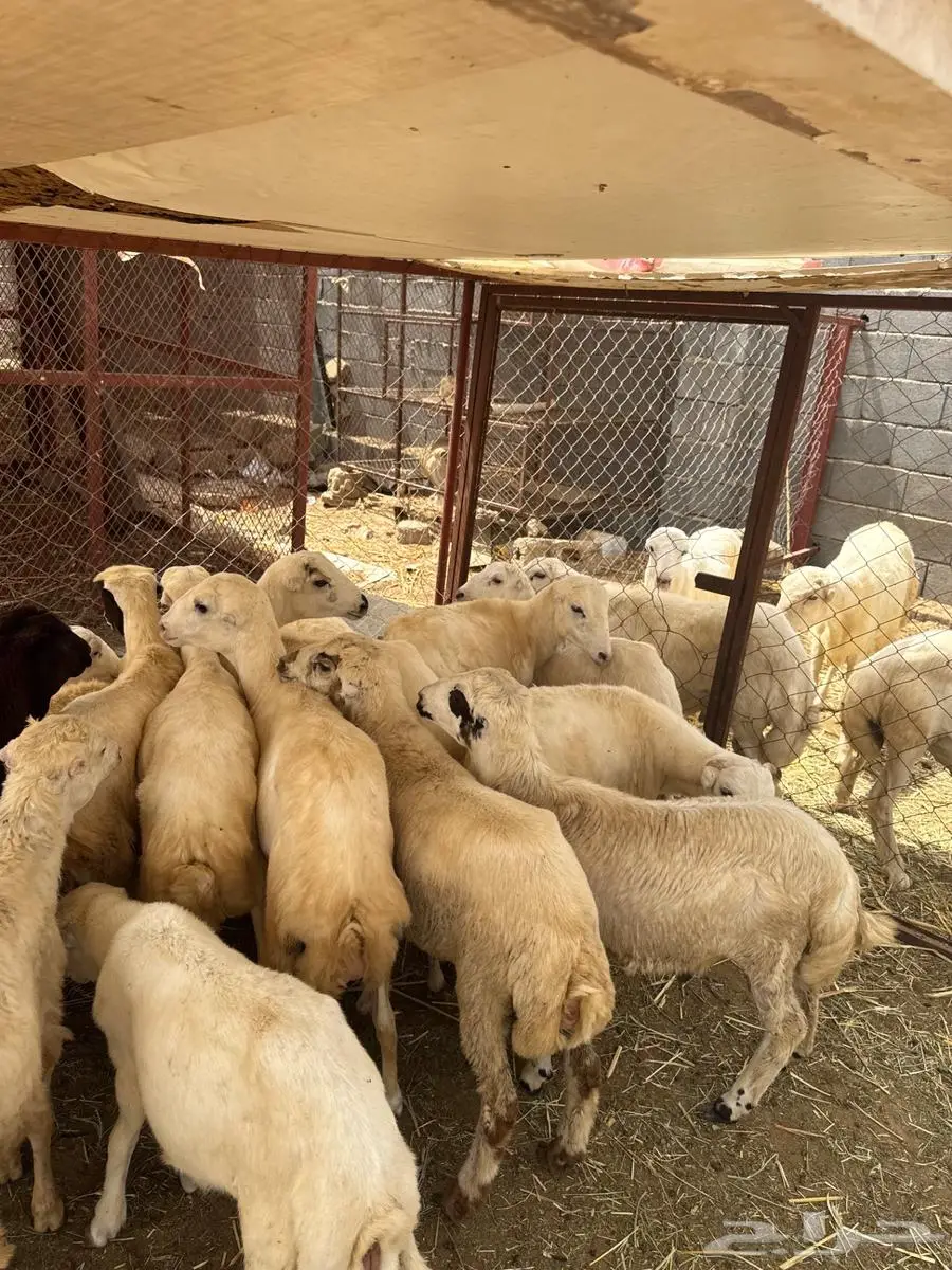 خرفان تربية وذبائح بلدي 2