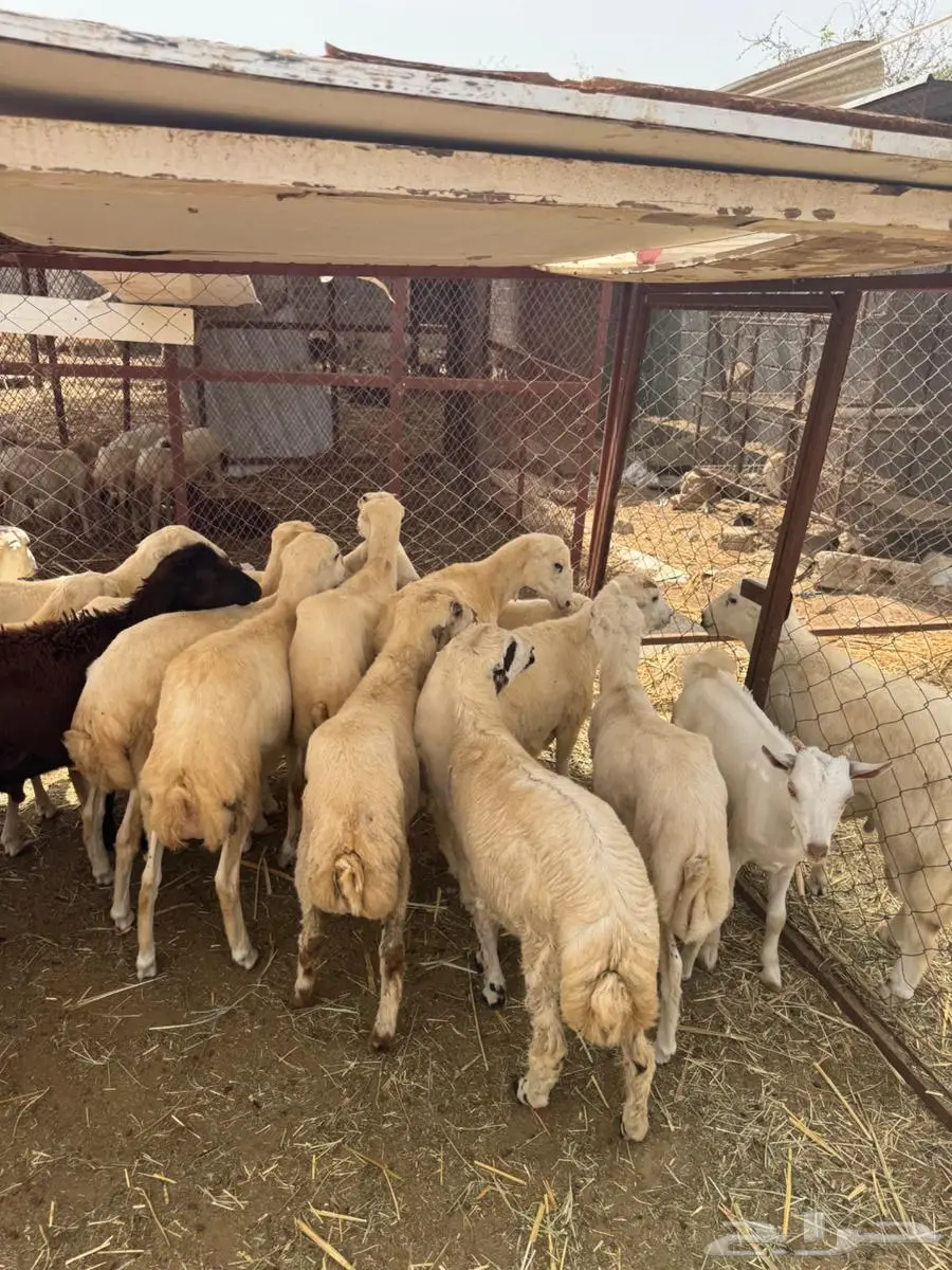 خرفان تربية وذبائح بلدي 9