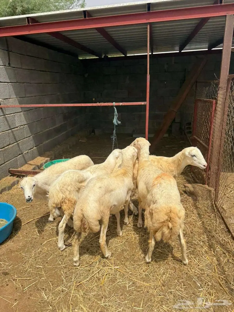 خرفان ذبائح بلدي 5 8