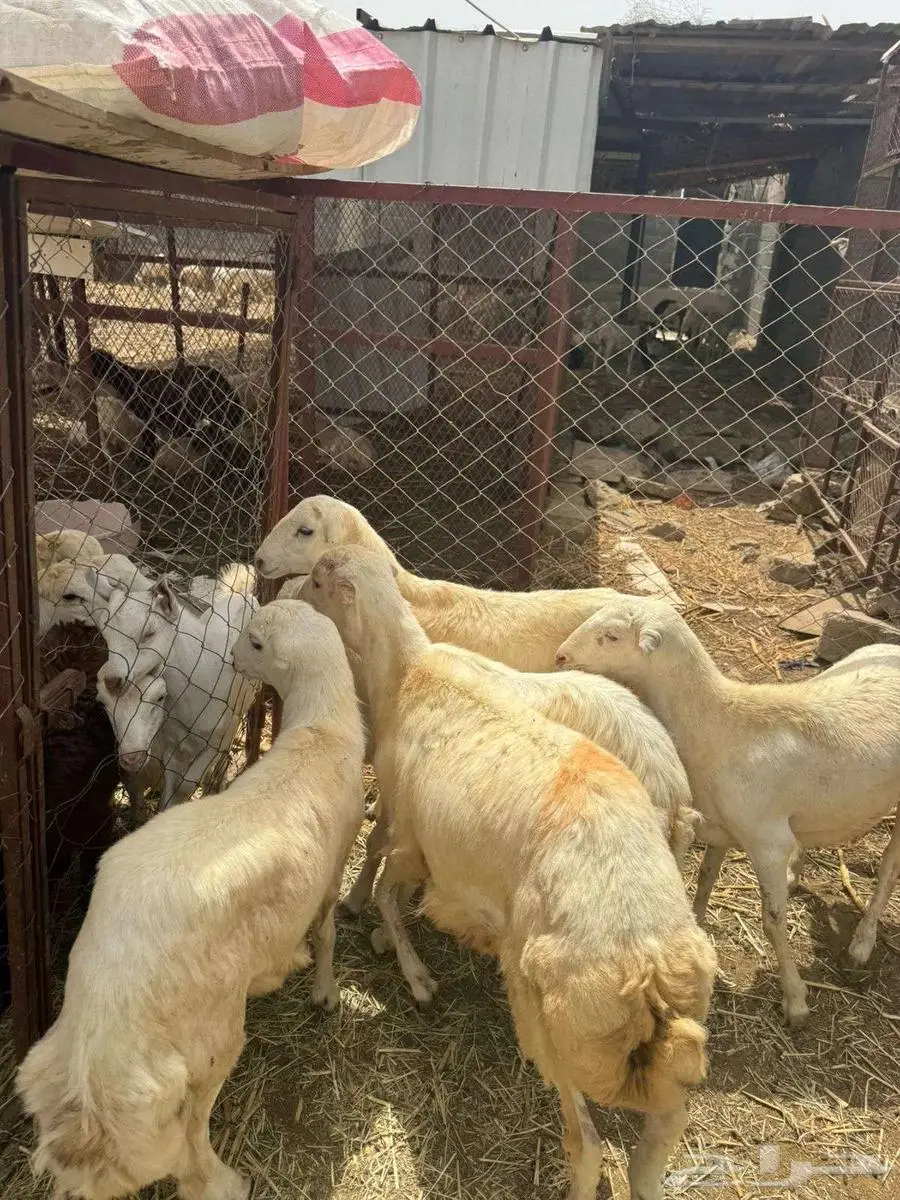 خرفان ذبائح بلدي 5 4