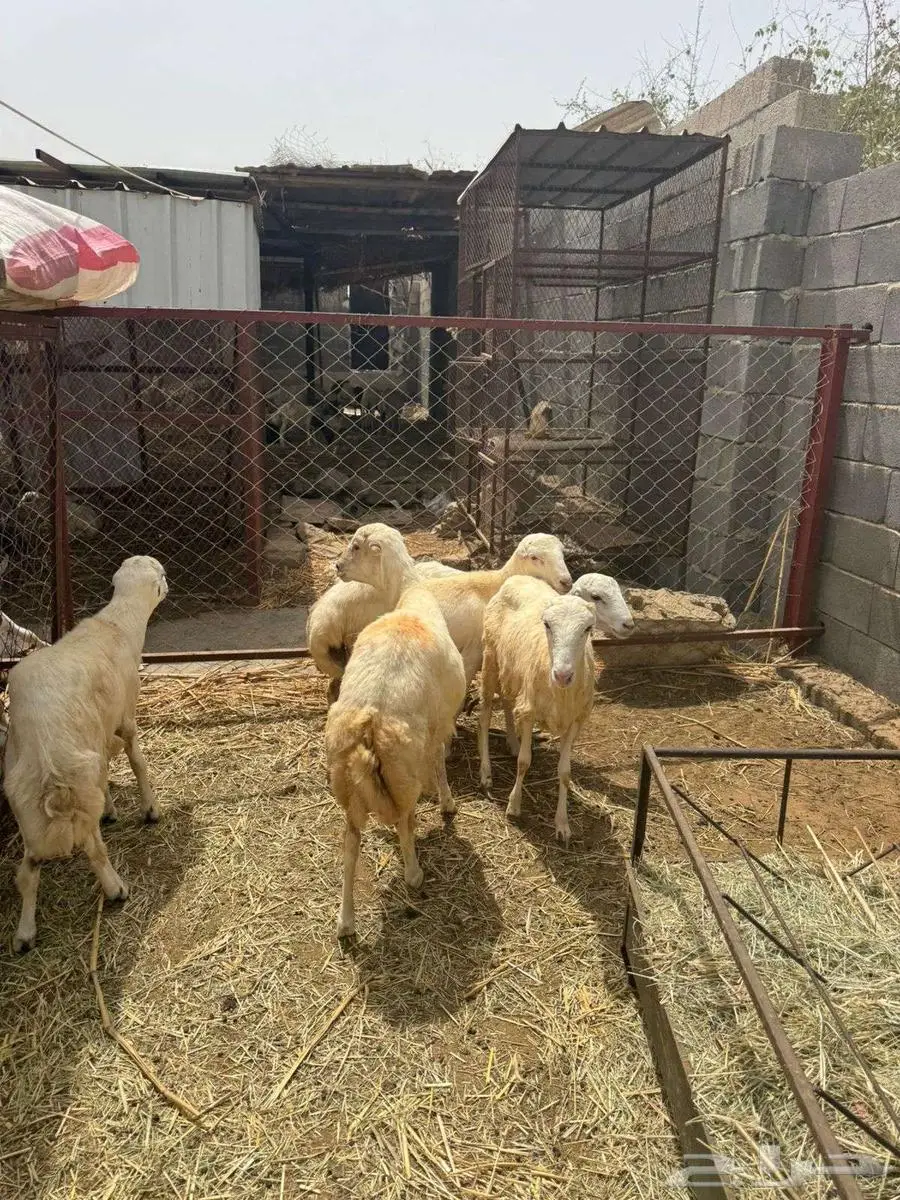 خرفان ذبائح بلدي 5 3