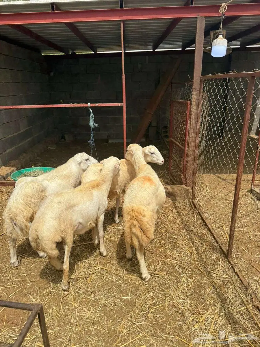خرفان ذبائح بلدي 5 1