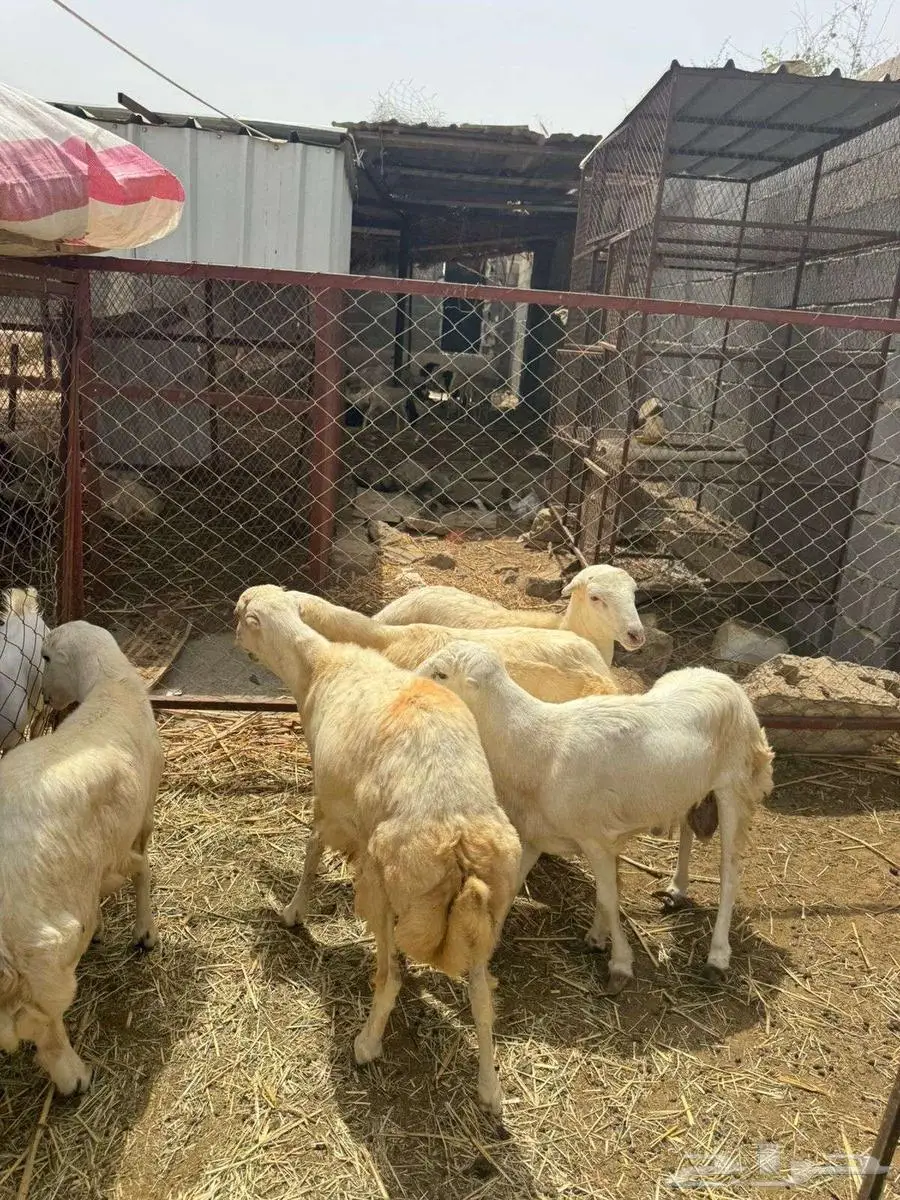خرفان ذبائح بلدي 5 5