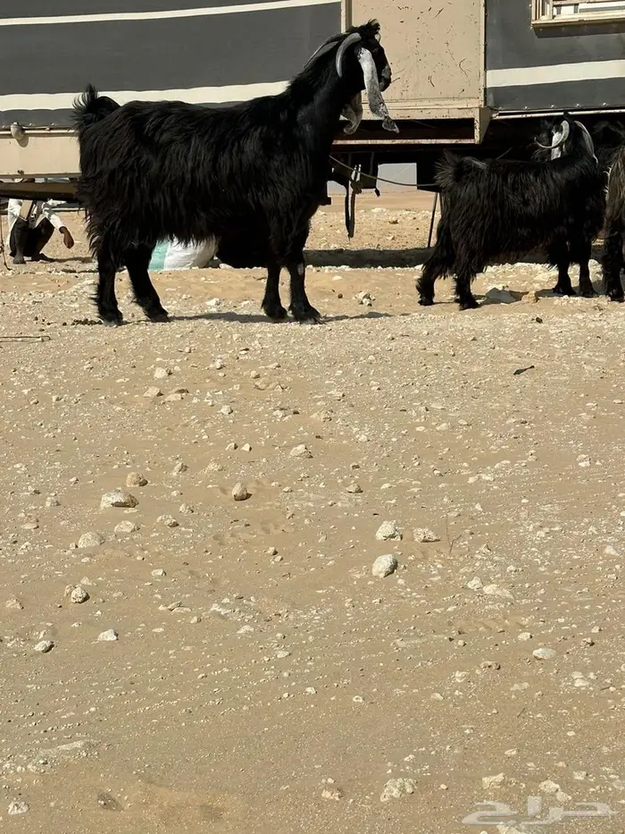 معزا عوراض طيبه كله من امراح واحد وسليمه العذاريب 4