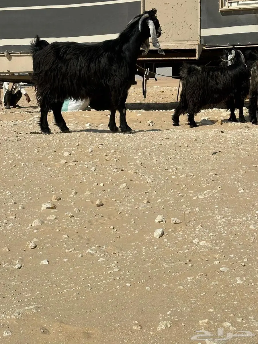 معزا عوراض طيبه كله من امراح واحد وسليمه العذاريب 4