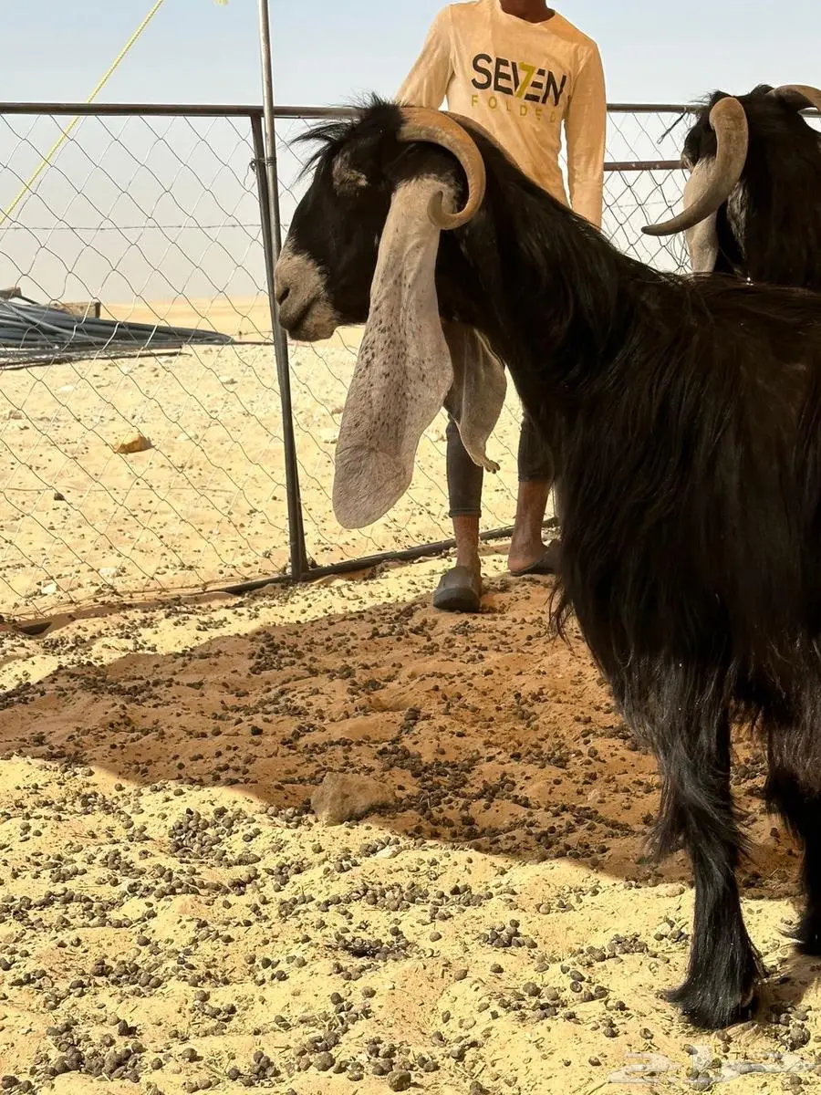 معزا عوراض طيبه كله من امراح واحد وسليمه العذاريب 6