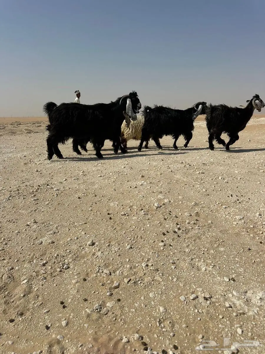 معزا عوراض طيبه كله من امراح واحد وسليمه العذاريب 5