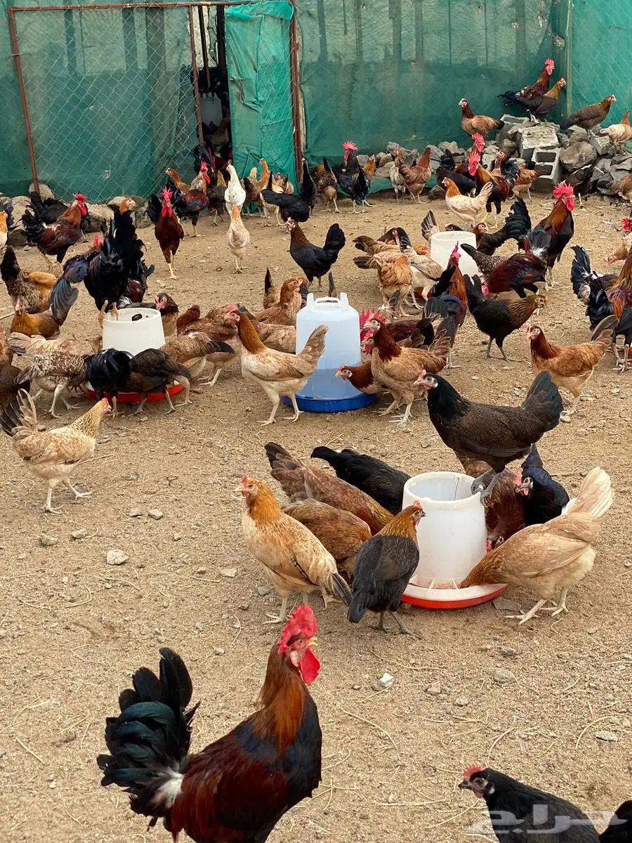 صوص دجاج عربي اصيل ( ترثه ) 2