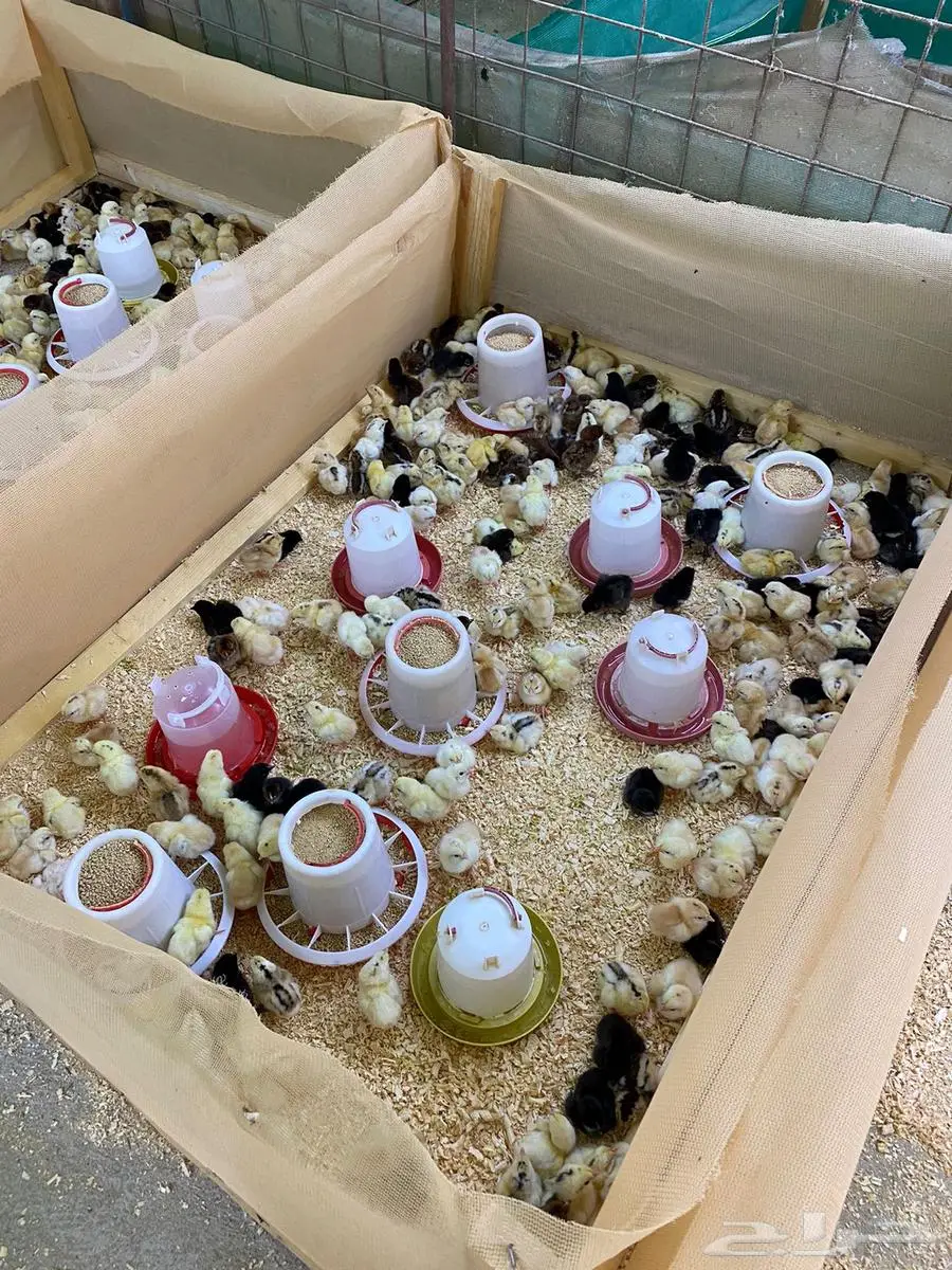 صوص دجاج عربي اصيل ( ترثه ) 0
