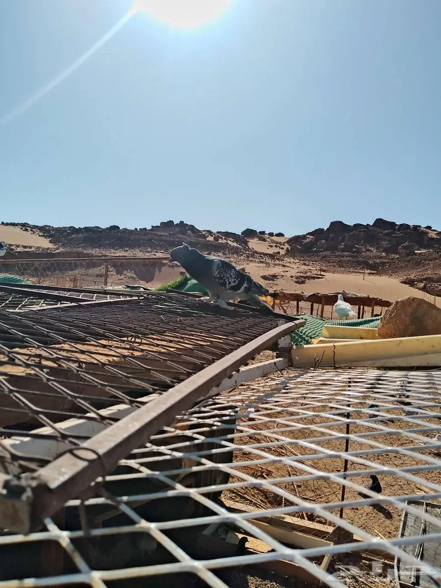 حمام تركي 0