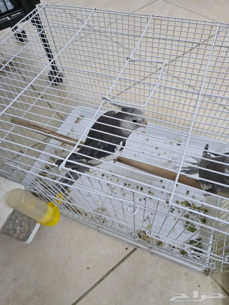 ببغاء 0