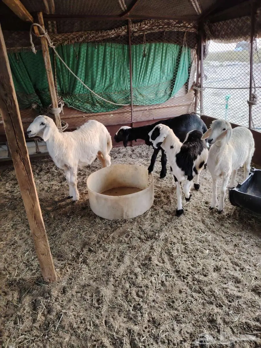 الخفن الثي حربت 0