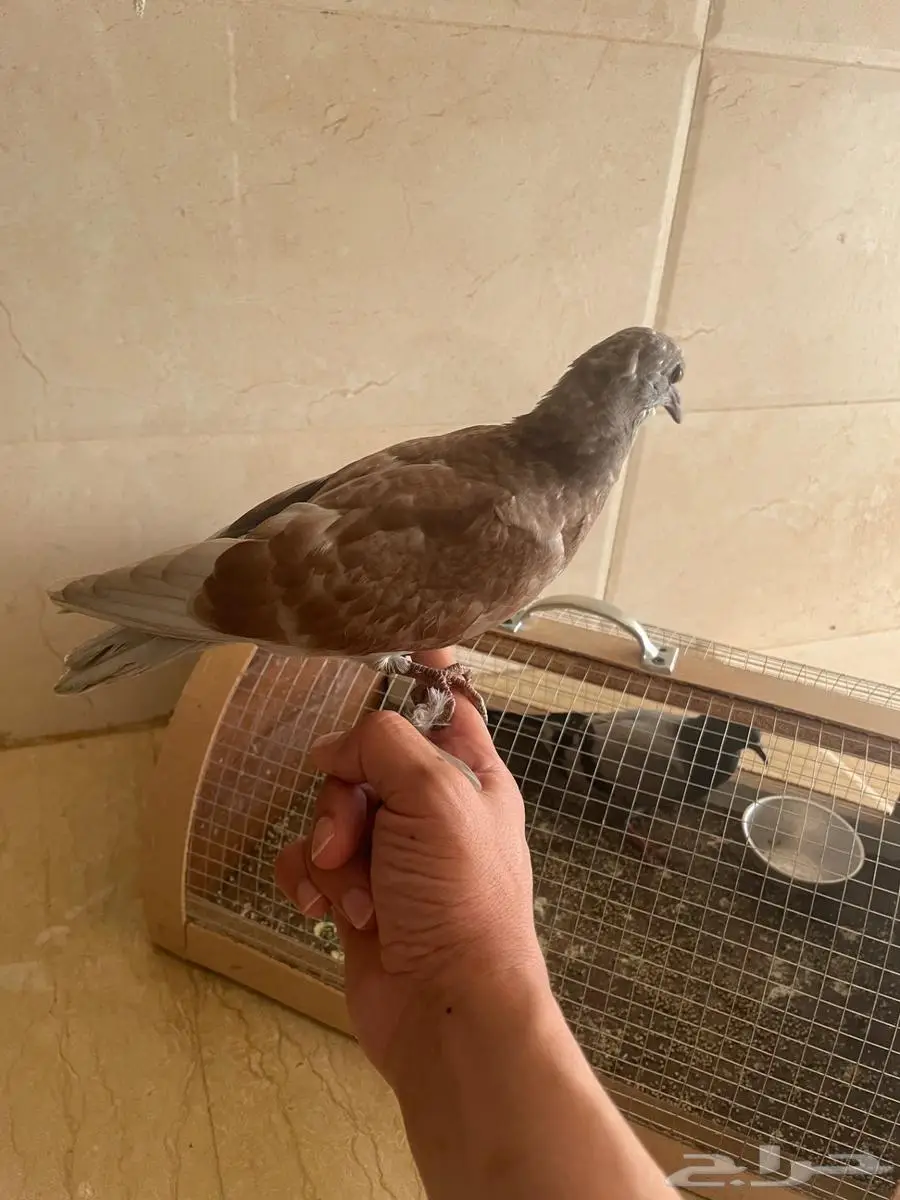 فروخ حمام للبيع اليفه 0