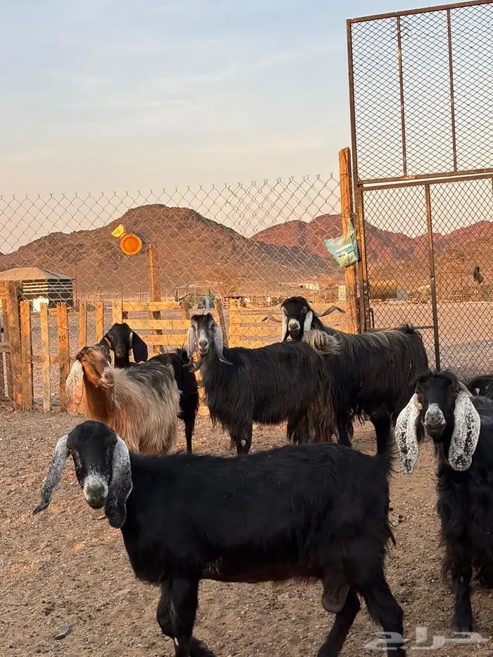 مراح معزا عوارض 6