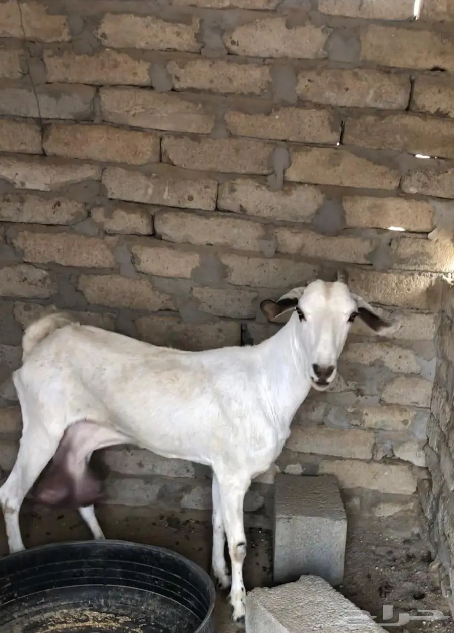 عنز بيشية صنف للبيع 1