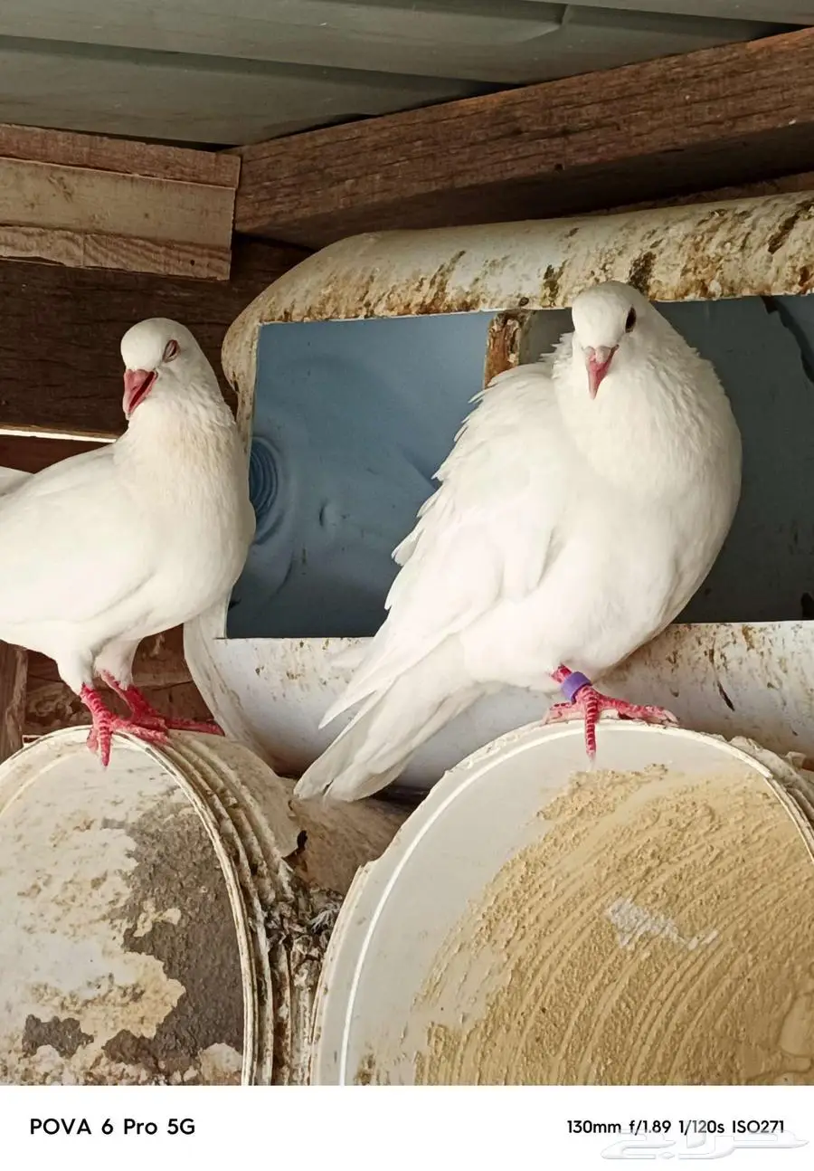 حمام مشكل للبيع 3