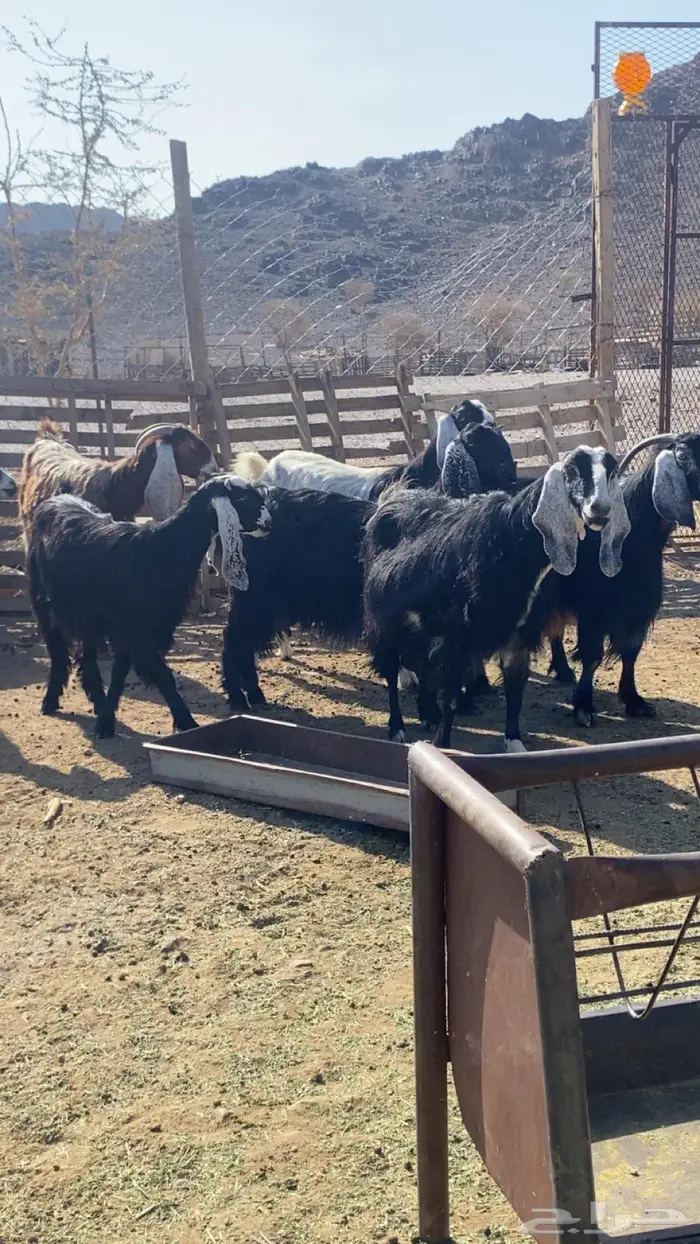 مراح معزا عوارض 1