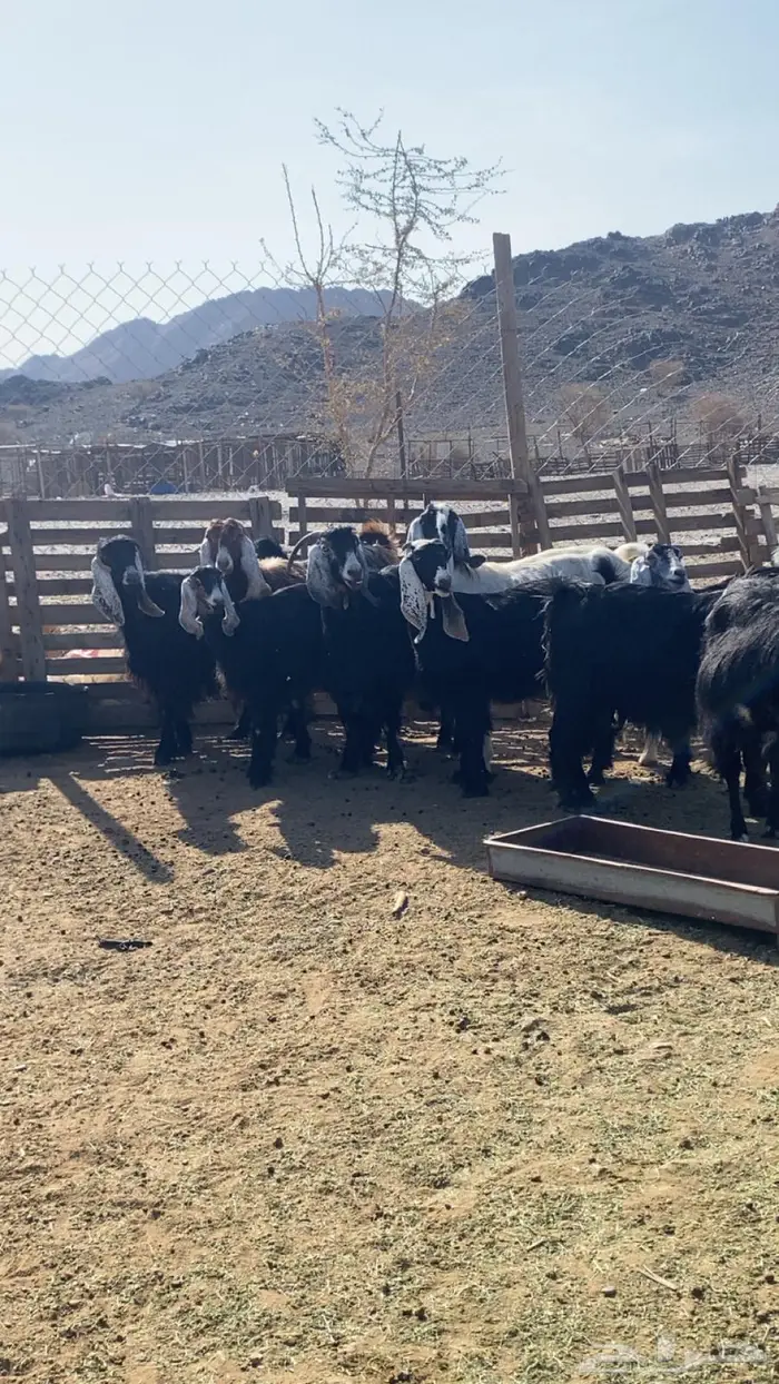 مراح معزا عوارض 3