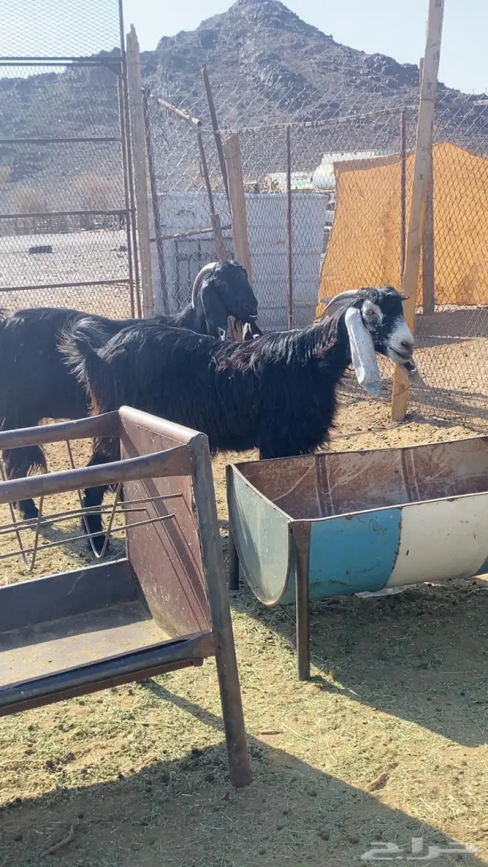 مراح معزا عوارض 4