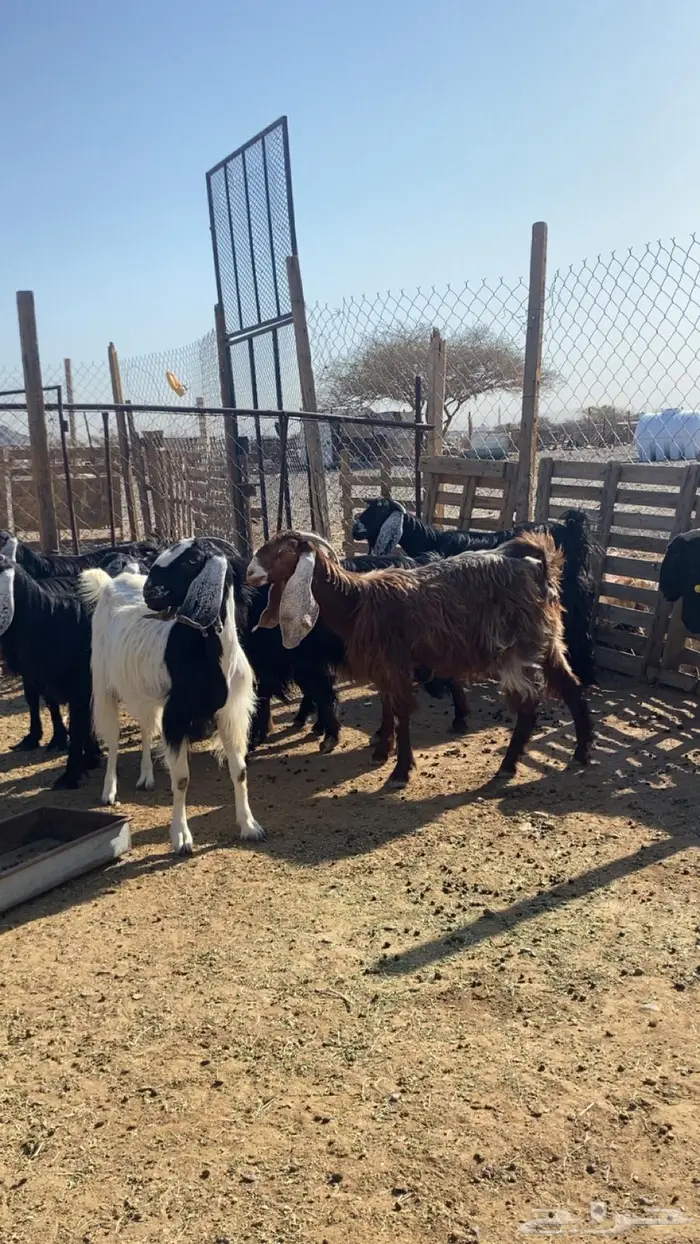 مراح معزا عوارض 0