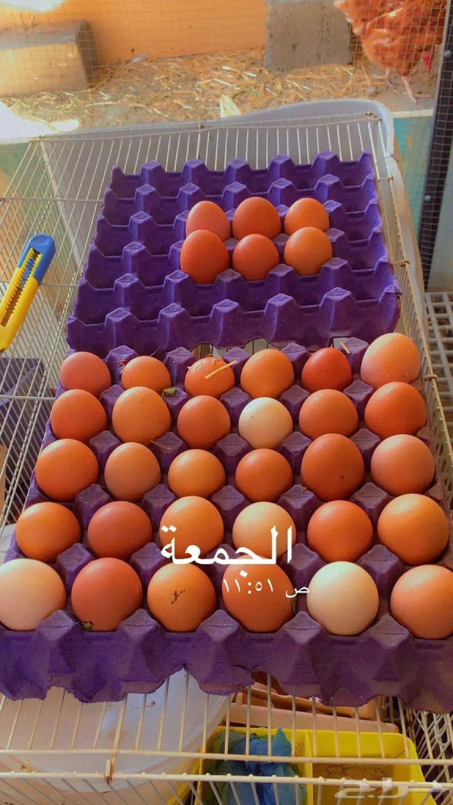 للبيع دجاج لوهمان 4