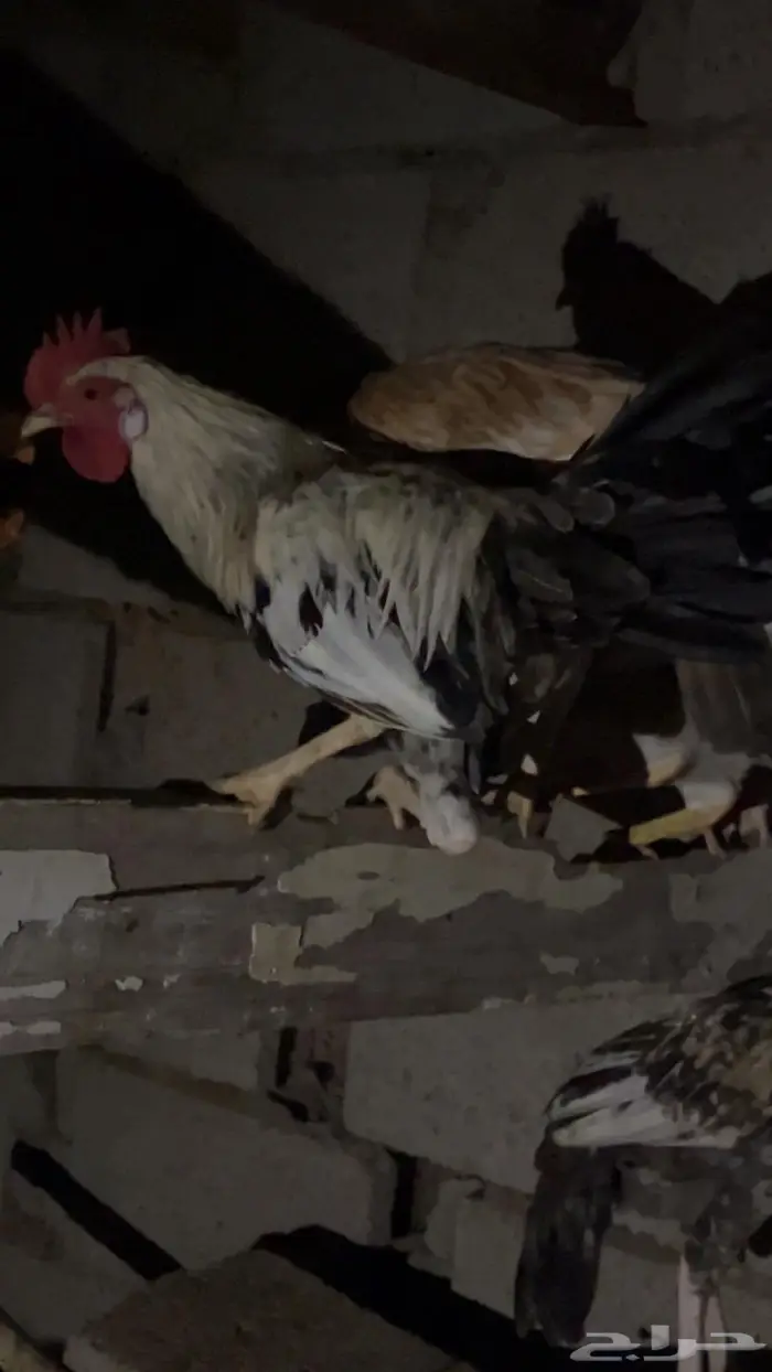 دجاج بلدي وبط 2