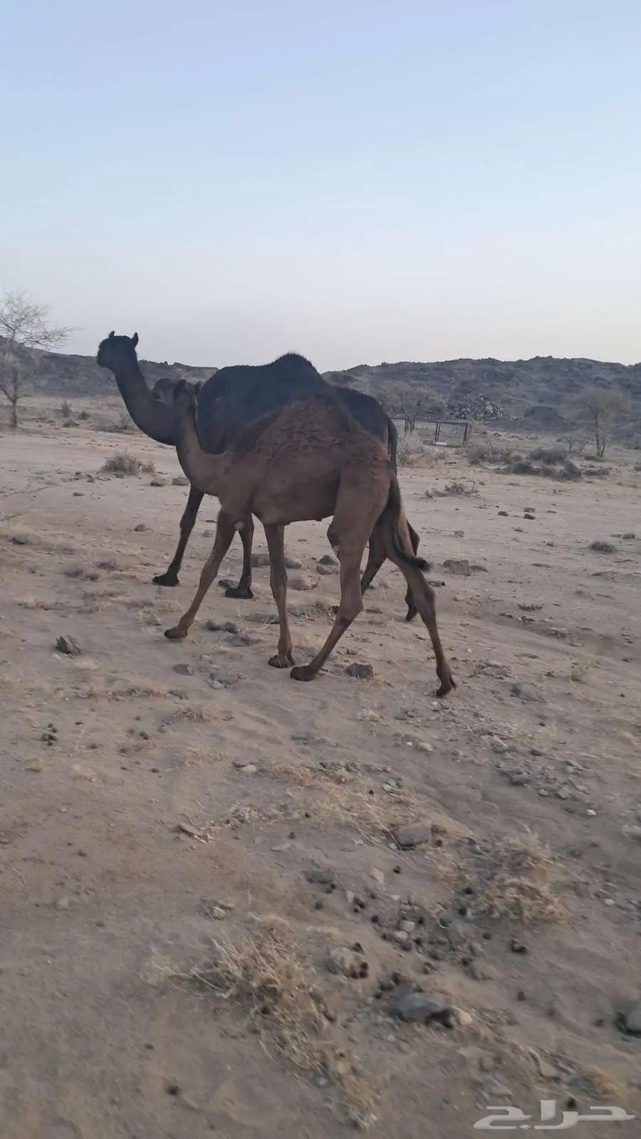 قعودللبيع 0