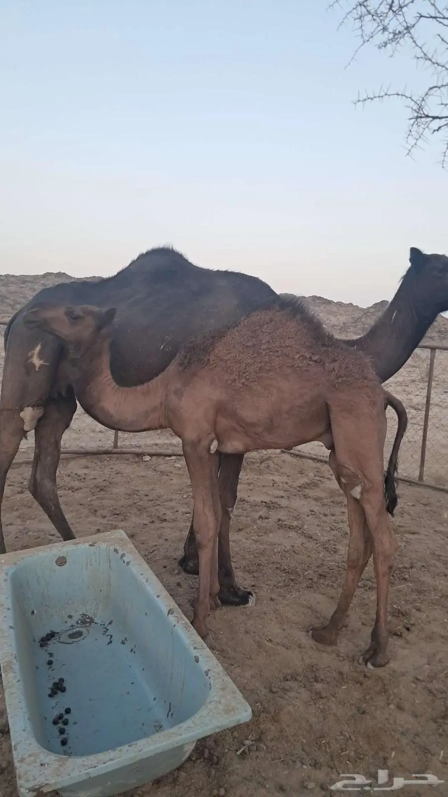 قعودللبيع 1