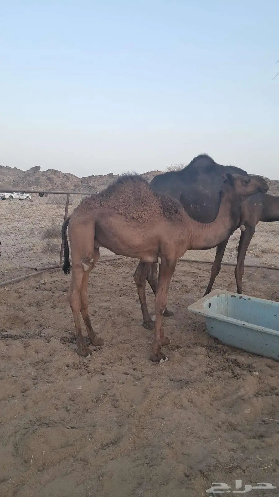 قعودللبيع 2