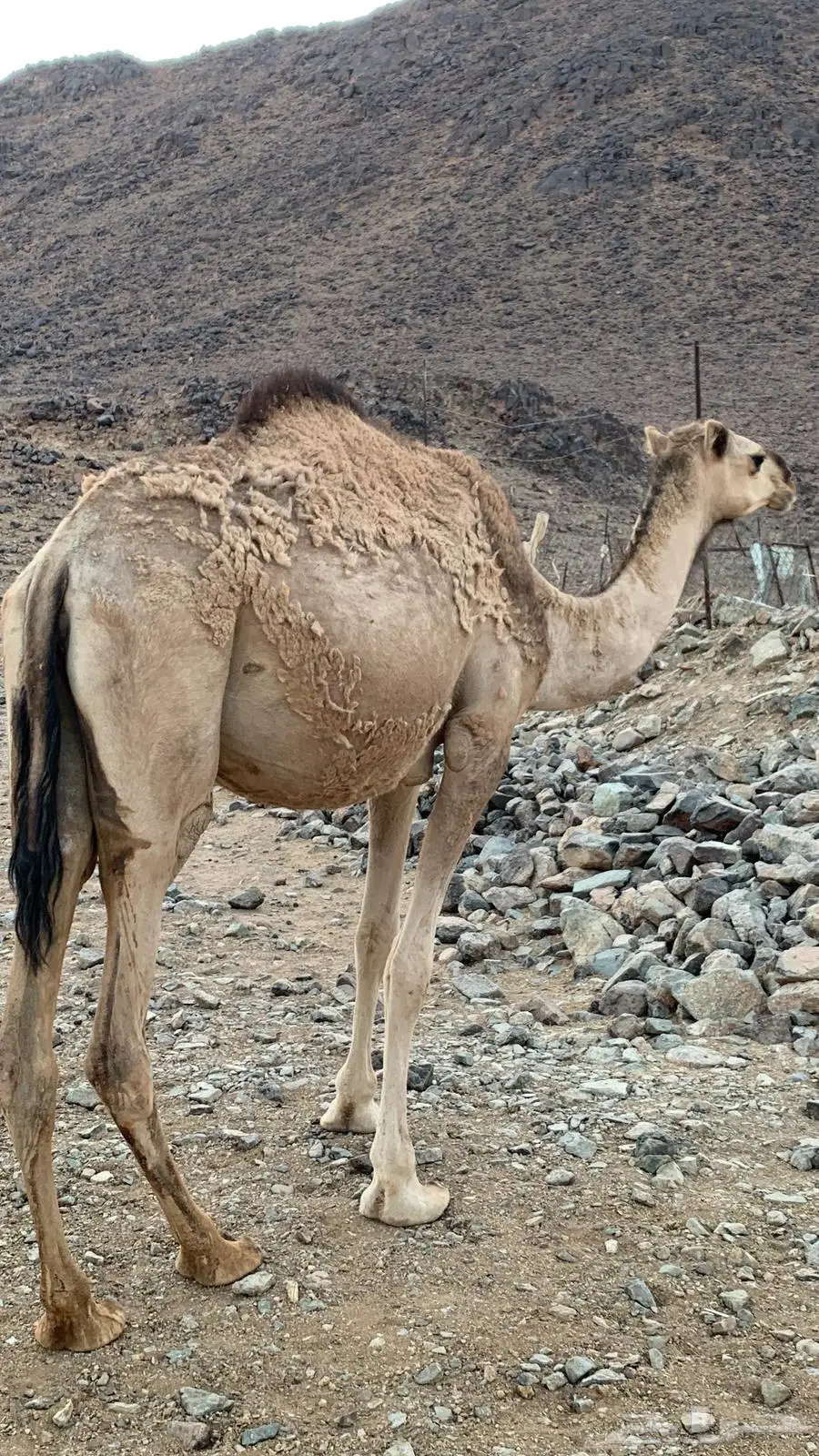بكره جذعه 0