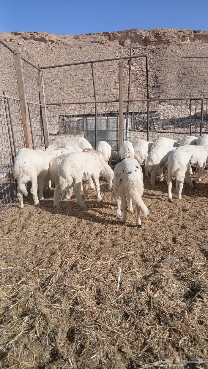 ذبايح ثلاجه ومفاطيح تقييم 100 زبون 6